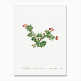 Mesembryanthemum Ftellatum, Pierre Joseph Redoute Canvas Print