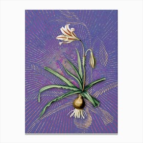 Vintage Amaryllis Broussonetii Botanical Illustration on Veri Peri n.0216 Canvas Print