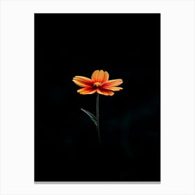 Single Orange Flower On Black Background 7 Canvas Print