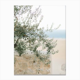 Olive Tree By The Sea In Greece  Canvas Print