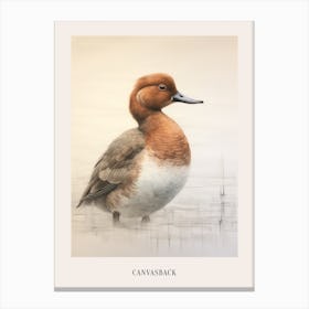 Vintage Bird Drawing Canvasback 3 Poster Canvas Print