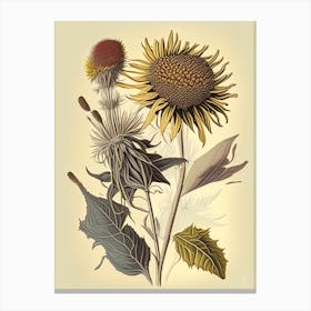 Elecampane Spices And Herbs Retro Drawing 1 Canvas Print
