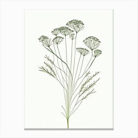 Caraway Herb Minimalist Watercolour 3 Canvas Print