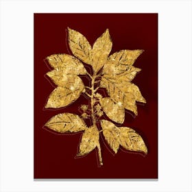 Vintage Redbay Botanical in Gold on Red n.0015 Canvas Print