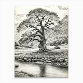 highly detailed pencil sketch of oak tree next to stream, mountain background 3 Canvas Print