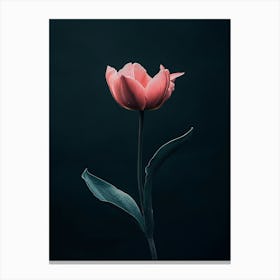 Single Pink Tulip 1 Canvas Print