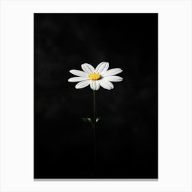 Daisy Isolated On Black Background Canvas Print