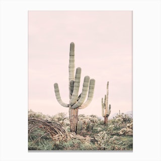 Blush Skies Cactus Canvas Print