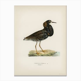 Ruff (Pavoncella Pugnaxr), The Von Wright Brothers Canvas Print