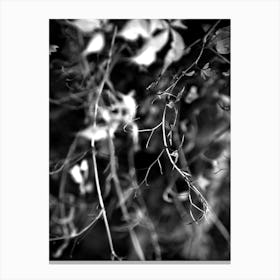 Branch BW 1 Canvas Print