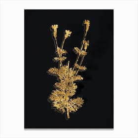 Vintage Spanish Lavender Botanical in Gold on Black n.0278 Canvas Print