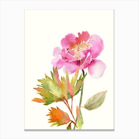 Watercolor Peony Isolated On White Canvas Print