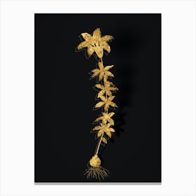 Vintage Wood Lily Botanical in Gold on Black n.0198 Canvas Print