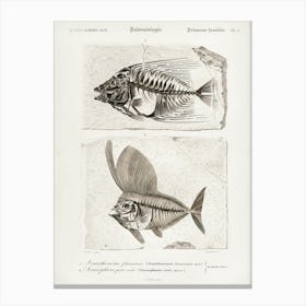Ray Finned Fish (Acanthonemus) And Semiophorus, Charles Dessalines D' Orbigny Canvas Print