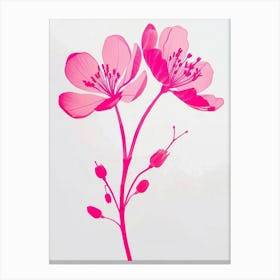 Hot Pink Kangaroo Paw Canvas Print