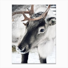 Christmas Reindeer Canvas Print