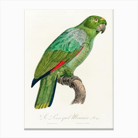 The Southern Mealy Amazon, From Natural History Of Parrots, Francois Levaillant Canvas Print