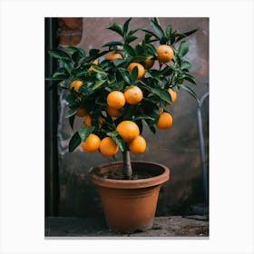 Tangerine Tree Canvas Print