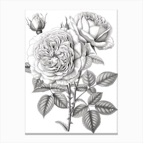 Rose With Dewdrops Line Drawing 1 Canvas Print