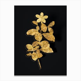 Vintage Gardenia Botanical in Gold on Black n.0448 Canvas Print