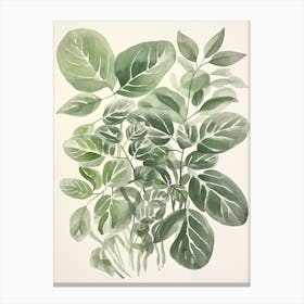 Green Botanica 4 Canvas Print