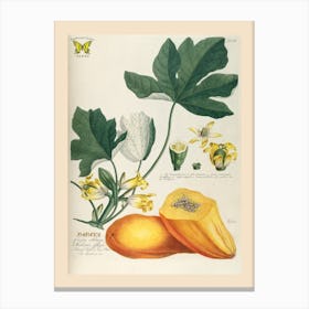 Ehret 2 Papaya Canvas Print