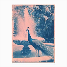 Pink & Blue Peacock In The Fountain Canvas Print