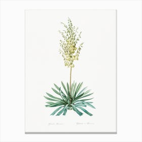 Adam's Needle Illustration From Les Liliacée, Pierre Joseph Redouté Canvas Print