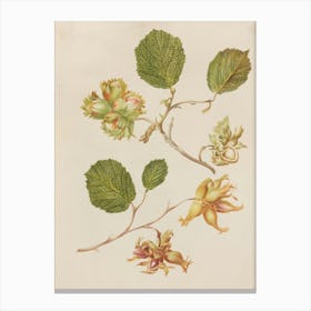 Hazelnuts Canvas Print