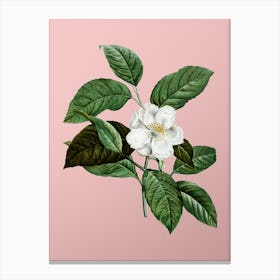 Vintage Stewartia Tree Botanical on Soft Pink n.0684 Canvas Print
