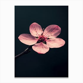 Cherry Blossom 4 Canvas Print