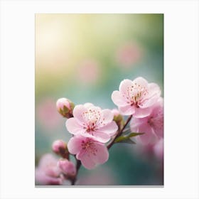 Cherry Blossoms 33 Canvas Print