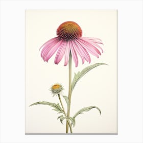 Echinacea Vintage Botanical Herbs 0 Canvas Print