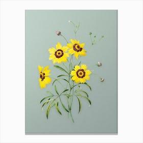 Vintage Coreopsis Elegans Botanical Art on Mint Green n.0837 Canvas Print