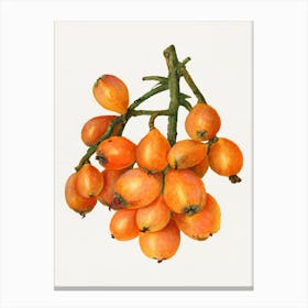 Pomegranate 3 Canvas Print