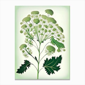 Queen Anne S Lace Leaf Vintage Botanical 1 Canvas Print
