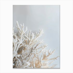 White Corals Canvas Print