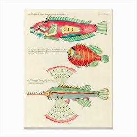 Colourful And Surreal Illustrations Of Fishes Found In Moluccas (Indonesia) And The East Indies, Louis Renard(13) Canvas Print