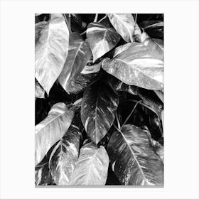 Black And White Leaves 5 Canvas Print