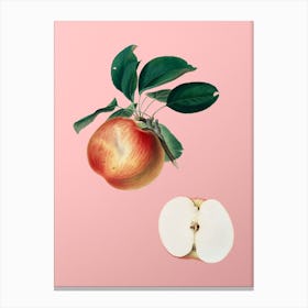 Vintage Apple Botanical on Soft Pink n.0780 Canvas Print
