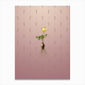 Vintage Cape Tulip a Botanical on Dusty Pink Pattern Canvas Print