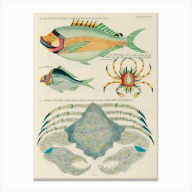 Colourful And Surreal Illustrations Of Fishes Found In Moluccas (Indonesia) And The East Indies, Louis Renard(58) Canvas Print