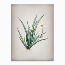 Vintage Fortnight Lily Botanical on Parchment Canvas Print