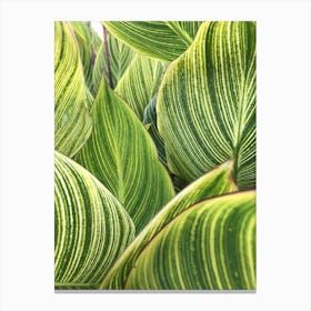 Leaves Striped Pattern Texture Canvas Print