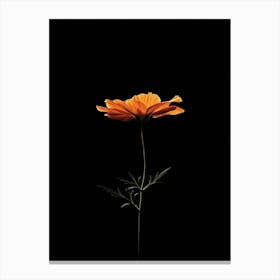 Single Orange Flower 2 Canvas Print