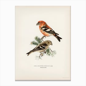 Two Barred Crossbill (Loxia Leucoptera Bifasciata), The Von Wright Brothers Canvas Print