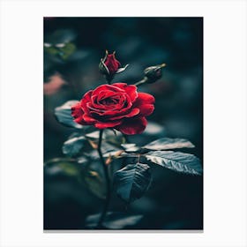 Red Rose 40 Canvas Print