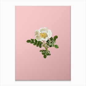 Vintage White Burnet Rose Botanical on Soft Pink n.0263 Canvas Print
