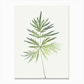 Hemlock Needle Leaf Minimalist Watercolour 1 Canvas Print