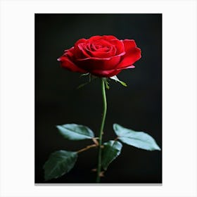 Red Rose 43 Canvas Print